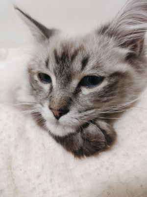 赤峰愛寵寵物電話多少啊-第1張圖片