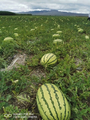 赤峰萬(wàn)畝西瓜種植基地電話號(hào)碼-第1張圖片