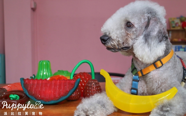 赤峰汪喵寵物港電話號碼查詢-第1張圖片