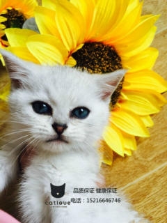 赤峰貓舍基地電話號碼多少-第1張圖片