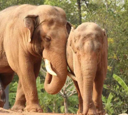 赤峰文鐘動物園地址電話號碼-第1張圖片