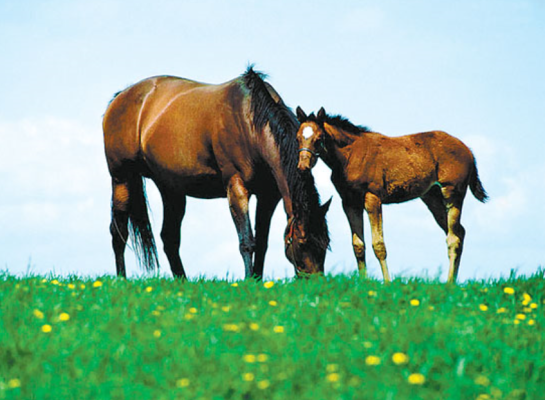 赤峰大彭綜合批零商店電話號(hào)碼-第1張圖片