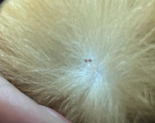 赤峰松山區(qū)蜱蟲醫(yī)院電話號(hào)碼-第1張圖片