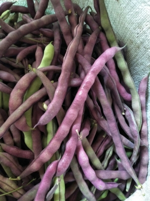 赤峰大田豆角批發(fā)市場電話號碼-第1張圖片