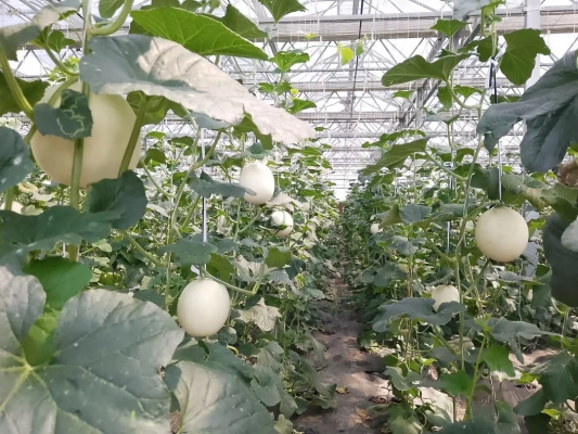 赤峰浩森采摘園電話多少號(hào)-第1張圖片