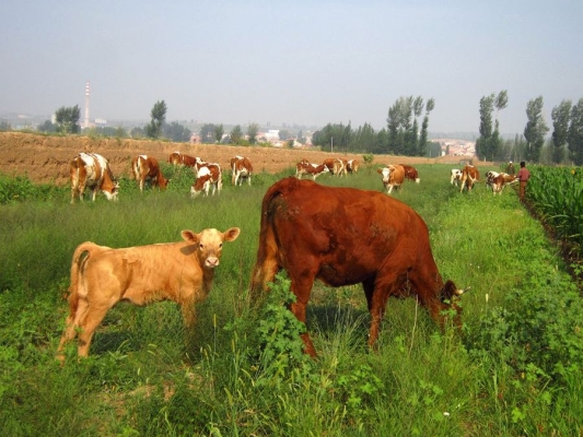 赤峰松山區(qū)賣菜電話號(hào)碼多少-第1張圖片