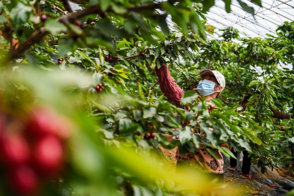 赤峰綠源苗木基地電話(huà)號(hào)碼-第1張圖片