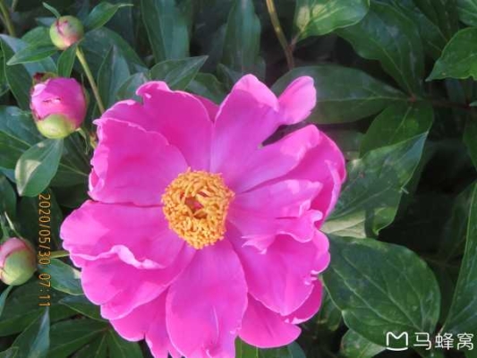 赤峰芍藥花鋪電話多少啊-第1張圖片