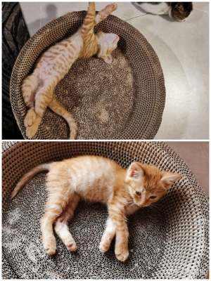 赤峰橘兒貓咖啡館電話號碼-第1張圖片