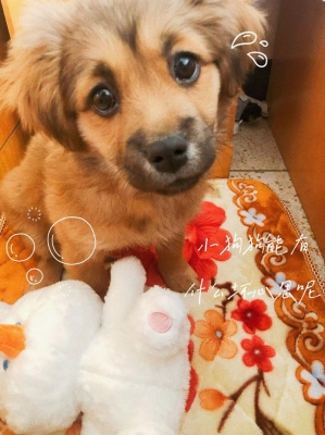 赤峰紅山區(qū)領(lǐng)養(yǎng)貓咪電話號碼-第1張圖片