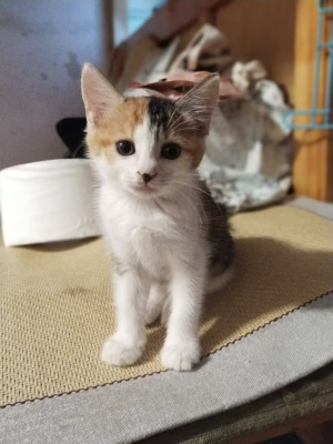 赤峰小奶貓領養(yǎng)電話號碼查詢-第1張圖片