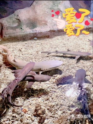 赤峰寵樂萌寵幼園電話號碼-第1張圖片