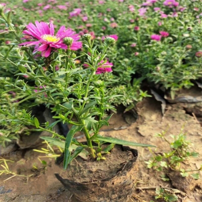 赤峰盆栽荷蘭菊基地電話號碼-第1張圖片