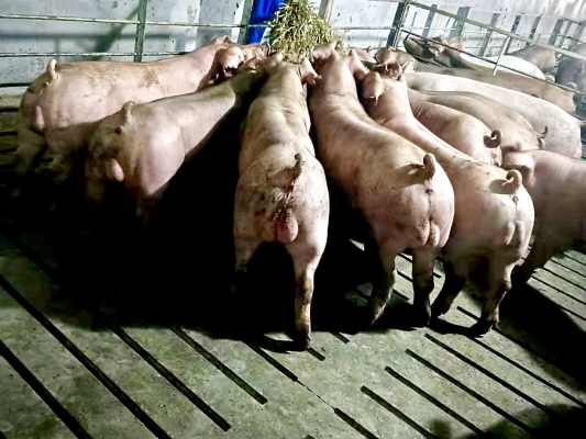 三豐種業(yè)赤峰代理公司電話號(hào)碼-第1張圖片