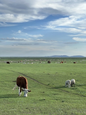 赤峰養(yǎng)驢托管電話號碼多少號-第1張圖片