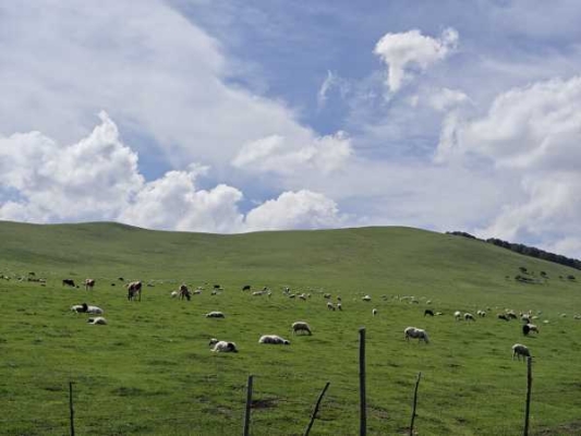 赤峰石林寵物醫(yī)院電話號碼多少-第1張圖片