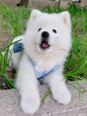 赤峰萌寵燒烤電話號碼查詢-第1張圖片