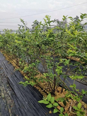 赤峰抗早肥廠家聯(lián)系電話號(hào)碼-第1張圖片