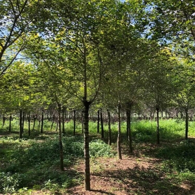 赤峰梧桐花冶煉廠電話號碼-第1張圖片