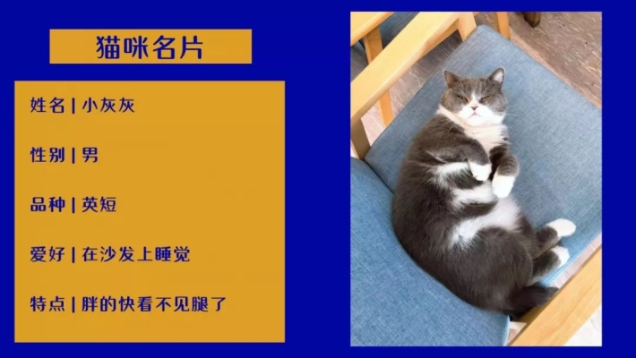 赤峰貓貓咖啡館電話號碼多少-第1張圖片