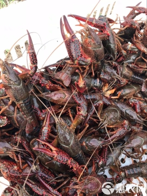 赤峰小龍蝦鮮活批發(fā)電話號(hào)碼-第1張圖片
