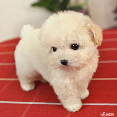 赤峰回收比熊電話地址查詢號碼-第1張圖片