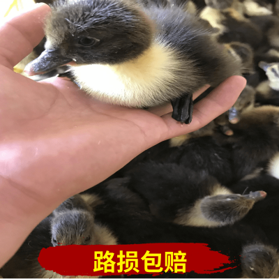 赤峰鴨苗廠家電話號碼查詢-第1張圖片