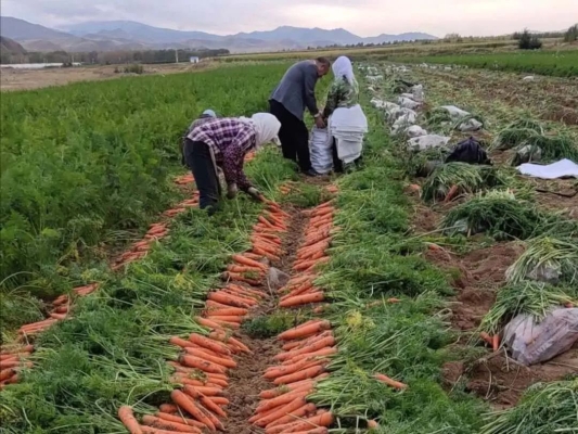 收購(gòu)赤峰蘿卜廠家電話是多少號(hào)-第1張圖片