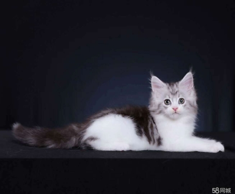 赤峰同城撿貓電話號碼查詢-第1張圖片