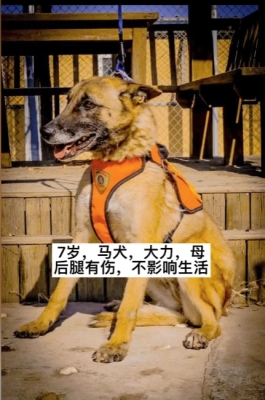 赤峰馬犬領(lǐng)養(yǎng)中心電話號(hào)碼是多少-第1張圖片
