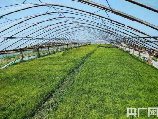 赤峰市水稻收購電話號碼是多少-第1張圖片