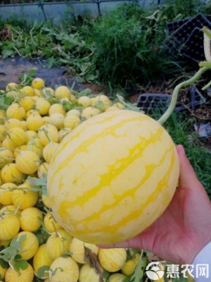 赤峰黃心西瓜種植基地電話號碼-第1張圖片
