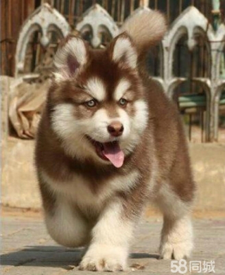 赤峰巴雅爾犬舍電話地址查詢-第1張圖片