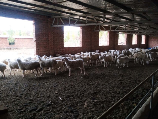 赤峰貓咪養(yǎng)殖場電話號碼查詢-第1張圖片