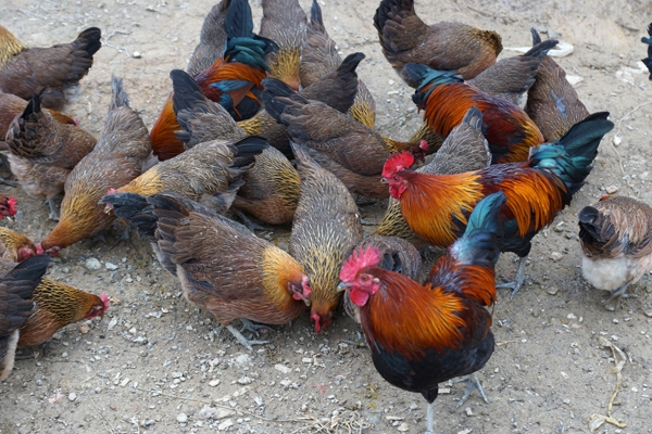 赤峰秦香人家面館地址電話號碼-第1張圖片