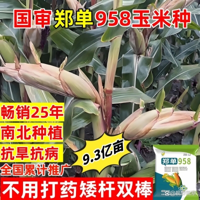 赤峰苞谷種子廠家電話地址查詢-第1張圖片