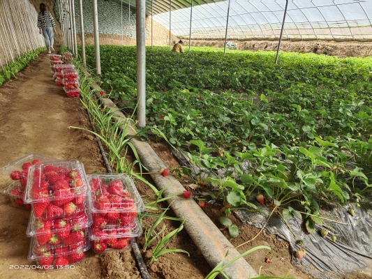 赤峰王靜合作社簡介電話號碼-第1張圖片