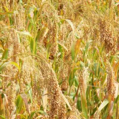 赤峰拾禾谷子店電話多少號-第1張圖片