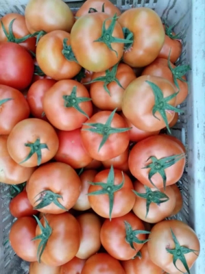 赤峰大柴木頭廠電話號碼多少-第1張圖片