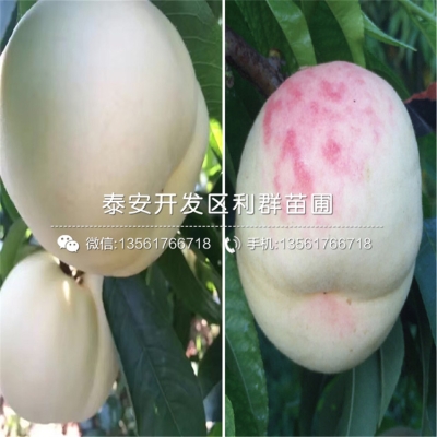 赤峰果樹苗基地電話多少號-第1張圖片