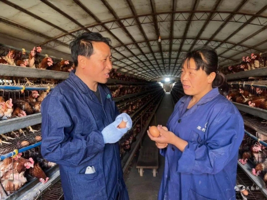 赤峰市蛋雞養(yǎng)殖戶電話號碼-第1張圖片