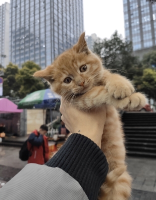 赤峰橘貓買賣網(wǎng)站地址電話號碼-第1張圖片