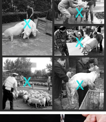 赤峰電動(dòng)趕豬器廠家電話號(hào)碼-第1張圖片