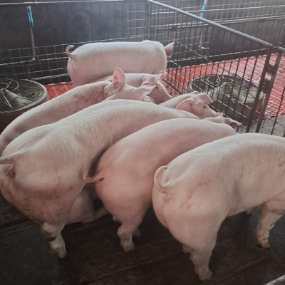 赤峰豬產(chǎn)品批發(fā)市場電話號碼-第1張圖片