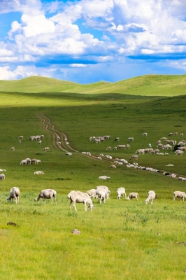 赤峰傲野拖拉機售后電話號碼-第1張圖片