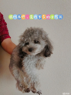 赤峰寵物店兼職電話號碼多少-第1張圖片