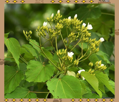 赤峰梧桐花鎮(zhèn)招商局電話號碼-第1張圖片