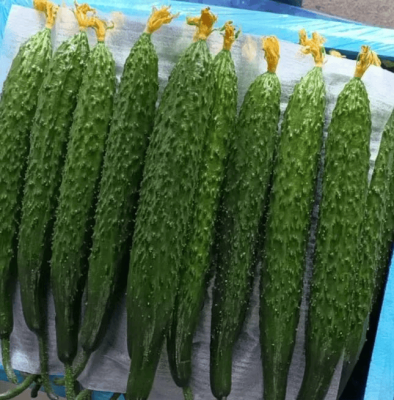 赤峰黃瓜價(jià)格-第1張圖片