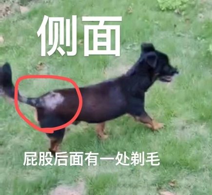 赤峰出售土狗電話號(hào)碼是多少號(hào)-第1張圖片