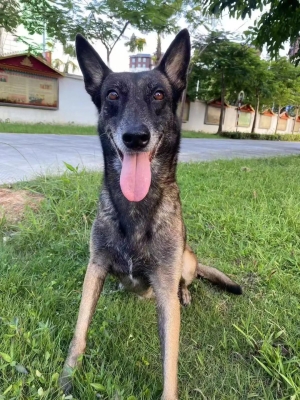 赤峰狼青領(lǐng)養(yǎng)中心電話號(hào)碼查詢-第1張圖片